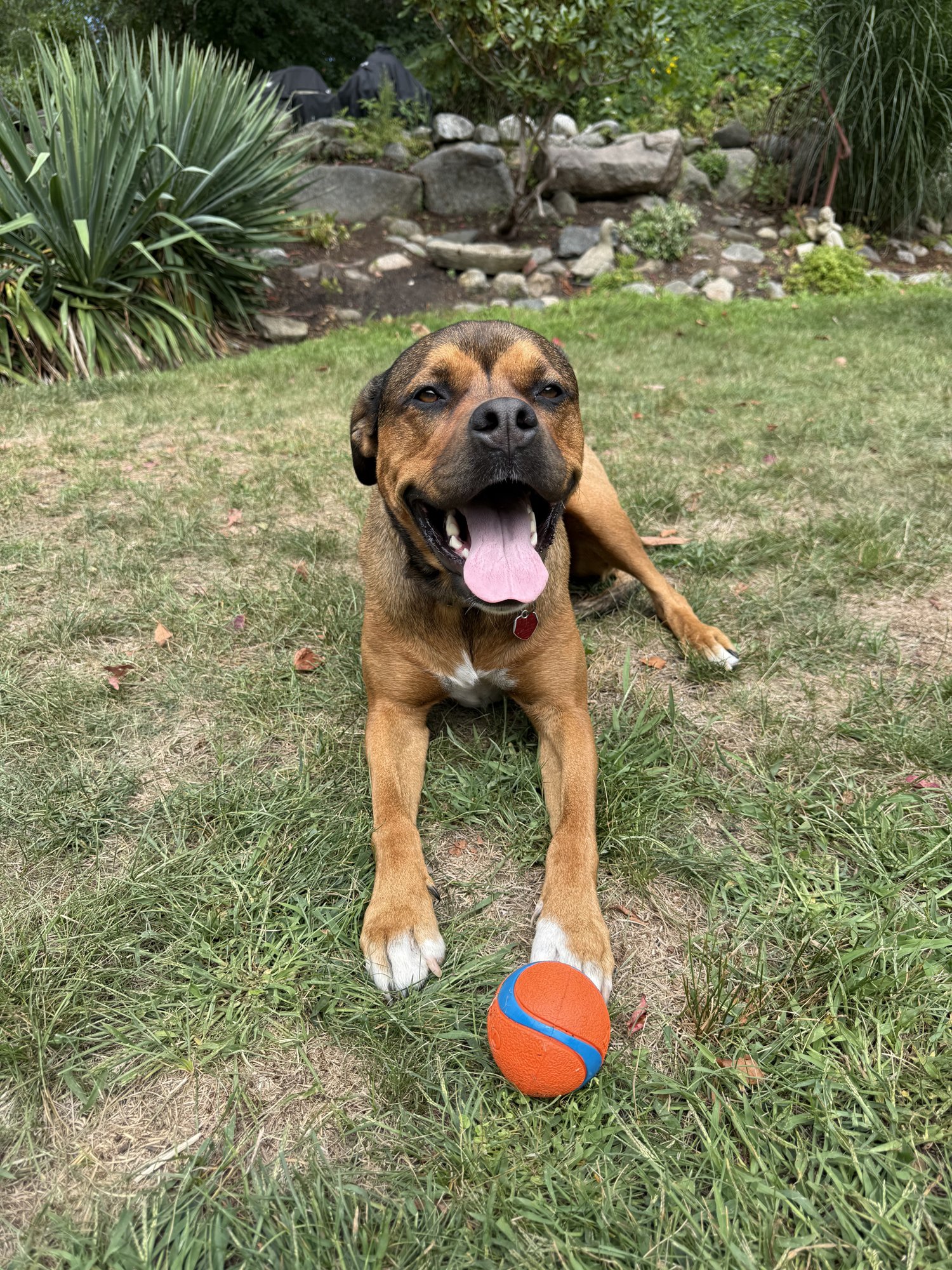 Rosie lying in the grass with an orange ball, mouth open in a grin