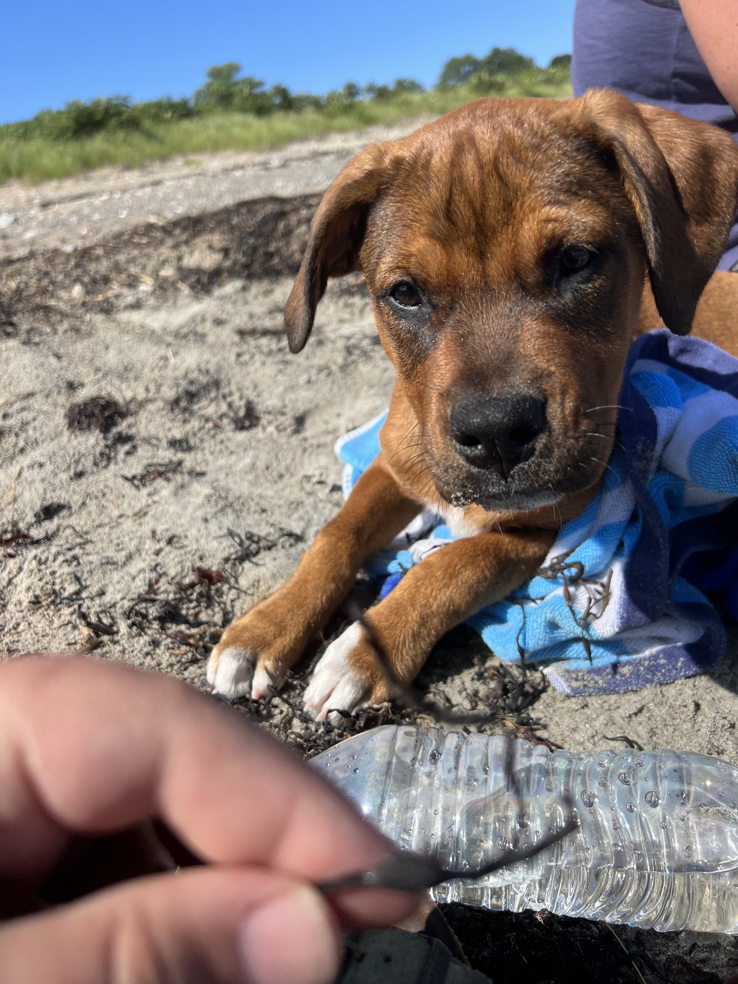 Rosie as a puppy on the beach, chewing on a stick